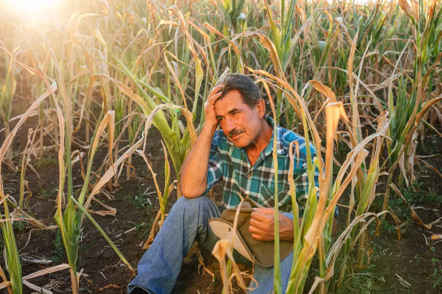 Dégâts de gibier : Les chambres d’agriculture facilitent leur signalement.