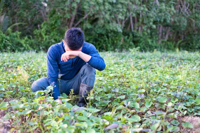 MSA : découvrez le plan de prévention contre le suicide des agriculteurs